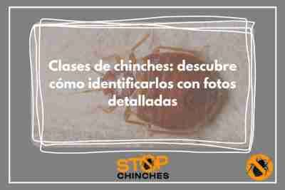 imágenes de chiches|IDENTIFICA Chinches FÁCIL: GUÍA con FOTOS